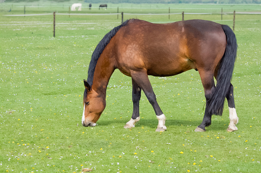 Salt shy horses in the UAE: Micro dosing and smart lick placement in AC stables